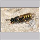 Crossocerus quadrimaculatus - Grabwespe w06a 8mm mit Fliege.jpg